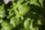 basilarrowsfarm