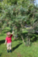 PickingBlueberriesArrowsFarmClarkesvilleGA