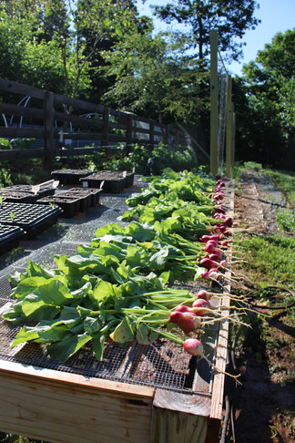 ArrowsFarmClarkesvilleGA