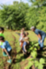 ArrowsFarmClarkesvilleGA