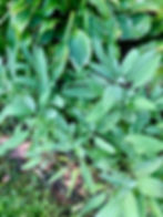 ArrowsFarmClarkesvilleGA