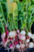 ArrowsFarmClarkesvilleGA