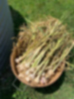 Onions