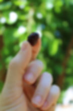 ArrowsFarmClarkesvilleGAMulberries