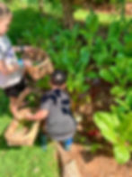 ArrowsFarmClarkesvilleGASwisschard
