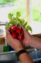 ArrowsFarmClarkesvilleGARadishes