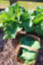 ArrowsFarmClarkesvilleGA