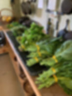 CollardsArrowsFarmClarkesvilleGA