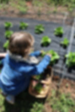 ArrowsFarmClarkesvilleGApickinglettuces