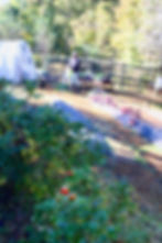 ArrowsFarmClarkesvilleGA