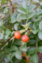 ArrowsFarmClarkesvilleGA