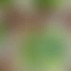 ArrowsFarmClarkesvilleGA