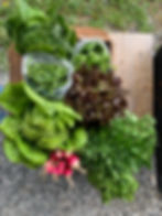 Veggie Box 20 Week - PRORATED 6 weeks