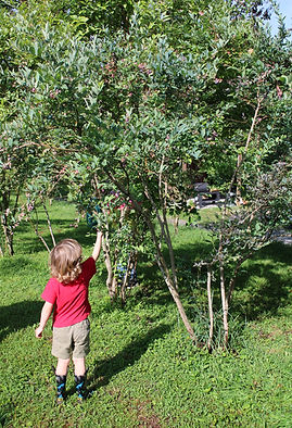 ArrowsFarmClarkesville