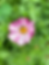 ArrowsFarmClarkesvilleGA