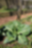 ArrowsFarmClarkesvillega