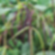 PurpleHullBeans